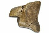 Fossil Tyrannosaur (T rex) Partial Toe Bone - Wyoming #382555-1